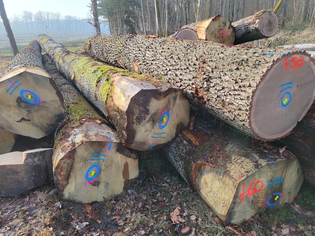 [FONTENAILLE] OAK ABC+ 