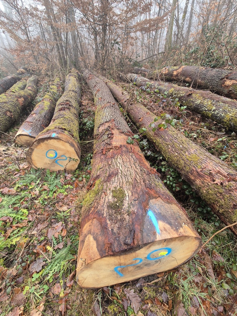 [ST MAURICE DE SATONNAY (71)] OAK ABC+ 160 CBM 