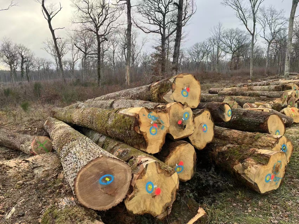 [APREMONT SUR ALLIER] OAK ABC + BC 950CBM