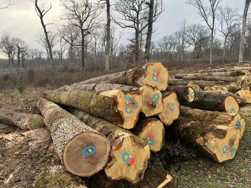 [APREMONT SUR ALLIER] OAK ABC + BC 950CBM